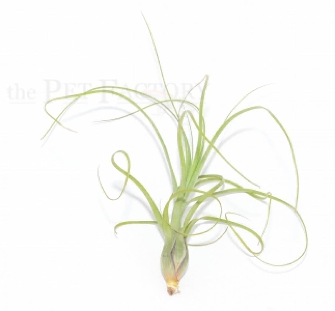 Tillandsia balbisiana